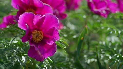 Beautiful mountain flower Stock Footage 221256723