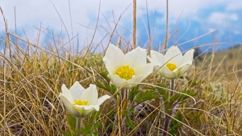 Beautiful mountain flowers Stock Footage 76003892