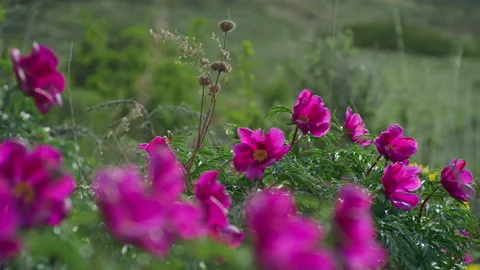 Beautiful mountain flowers Stock Footage 221259170