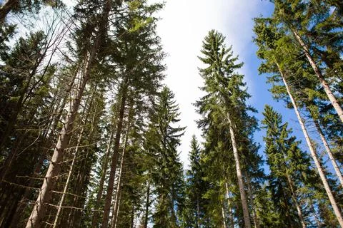 Beautiful mountain forest. The pine trees at the sun Stock Photos