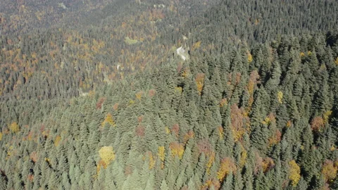 Beautiful mountain forest view during november autumn drone view Video stock 222884024