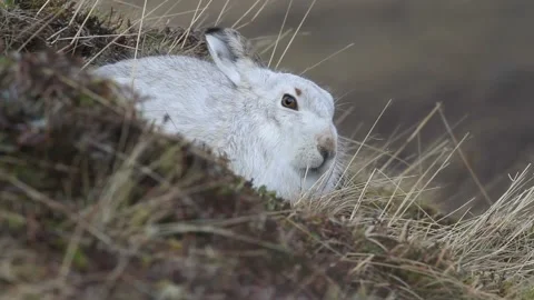 A beautiful Mountain Hare (Lepus timidus) in the mountains of Scotland. Stock Footage 144972599
