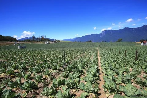 Beautiful mountain landscape with cabbage fields Stock Photos