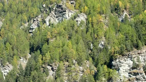 Beautiful mountain landscape. Mountain pine tree. Alps. Panning 4K Video stock 166408794