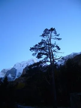 Beautiful mountain landscape. Pine tree on the background of snowy mountain.. Stock Photos