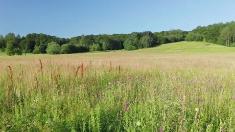 Beautiful mountain meadow Stock Footage 269050530