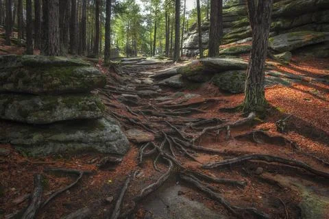 Beautiful mountain path with braided roots of pine trees outside on sunny a.. Stock Photos