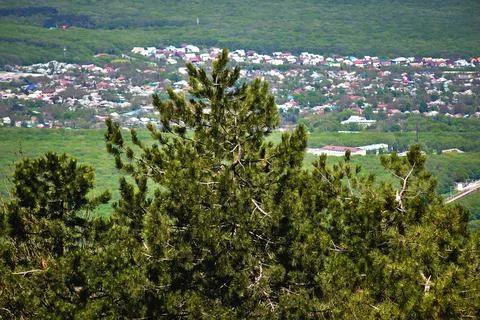 Beautiful mountain pine tree on the background of the city. Spring landscape. Stock Photos