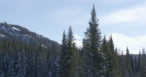 A Beautiful Mountain of Pine Trees 스톡 동영상 240034818