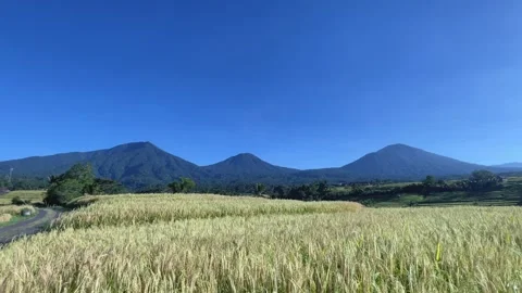 Beautiful Mountain Range and Golden Rice Field Under Blue Sky in Bali Stock Footage 336696355