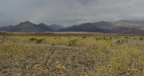Beautiful mountain range and wild flowers swaying in the field Stock Footage 107621063