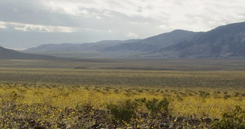 Beautiful mountain range and wild flowers swaying in the field Stock Footage 107621126