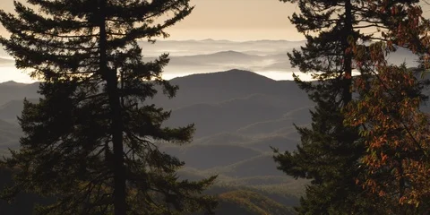 Beautiful mountain ranges seen through two pine trees at sunrise. NC Stock Footage 103401007