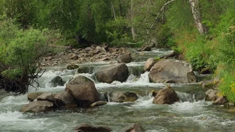 Beautiful mountain river and forest landscape. Stock Footage 309894702