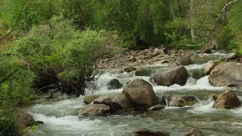 Beautiful mountain river and forest landscape. Stock Footage 313431994
