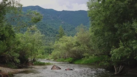 A beautiful mountain river flows through a green forest. Video stock 301688097