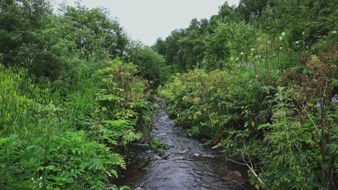A beautiful mountain river flows through a green forest. 動画素材 301688139