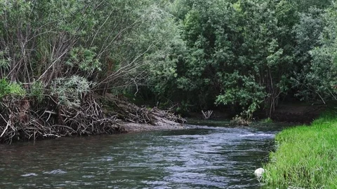 A beautiful mountain river flows through a green forest. 動画素材 301689301