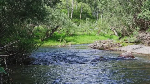 A beautiful mountain river flows through a green forest. 動画素材 301689441