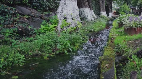 A beautiful mountain river flows through a green forest. Stock-Footage 301693136