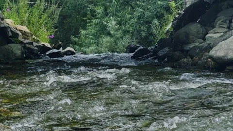 A beautiful mountain river flows through a green forest. Video stock 301695182