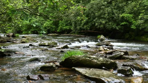 Beautiful mountain river Stock Footage 311110606