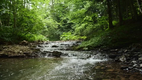 Beautiful mountain river with plants and tree logs at summer time Stock Footage 333561027