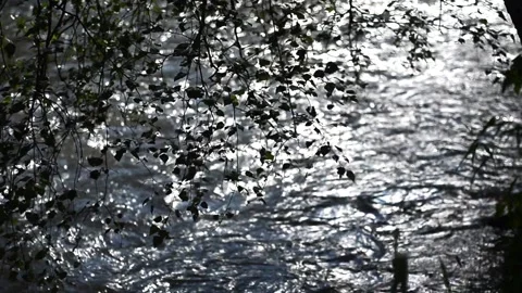 Beautiful mountain river, stream, flowing through the stones Video stock 129707297