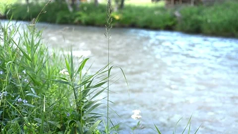 Beautiful mountain river, stream, flowing through the stones Video stock 129707309