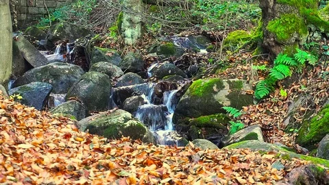 Beautiful Mountain Stream Deep In The Forest High In The Mountain In Autumn Stock Footage 70725625