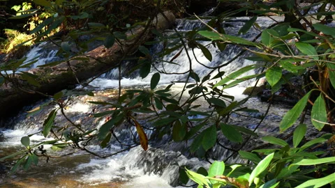 A beautiful mountain stream deep in the forest Stock Footage 320478767