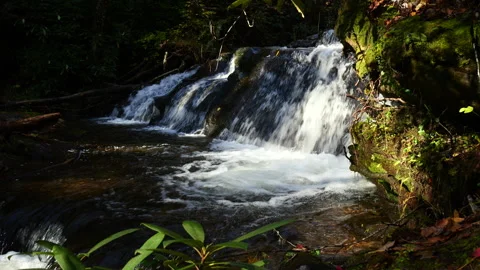Beautiful mountain stream deep in the forest 動画素材 320478792