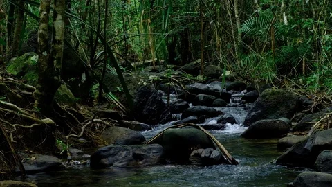 Beautiful mountain stream flow through abundant forests in rainforest Stock Footage 119118702
