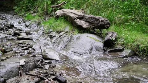 A beautiful mountain stream flows into the bottom of the stone rotten tree 4 k Stock Footage 138868804