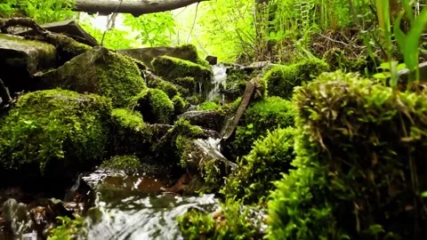 Beautiful mountain stream in the forest, water flows over stones with moss Stock Footage 149320754