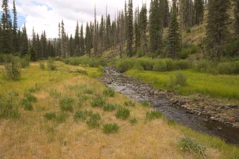 Beautiful Mountain Stream Stock Photos