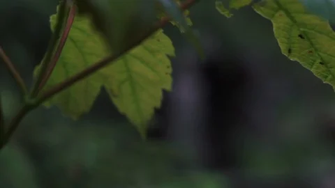 Beautiful mountain stream, rapids. Spring nature 스톡 동영상 126970633