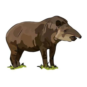 Beautiful mountain tapir Stock Illustration