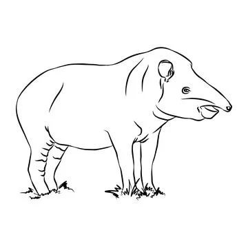 Beautiful mountain tapir. Stock Illustration