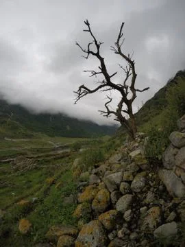 Beautiful mountain tree Stock Photos