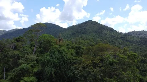 Beautiful mountain view filled with dense trees, close up aerial view Stock Footage 310973284