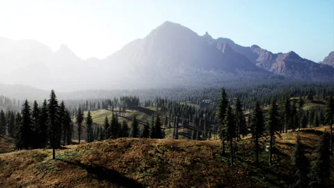 Beautiful mountain view with pine forest Stock Footage 232927369