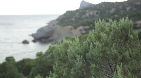 Beautiful mountain view, wind plays in the top of the tree by the seaside Stock Footage 54563487
