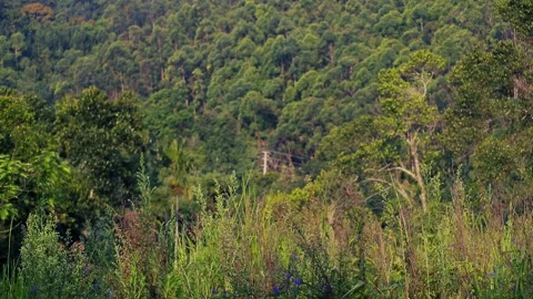Beautiful mountains with different trees and green leaves in the forest Vídeos de archivo 245876361