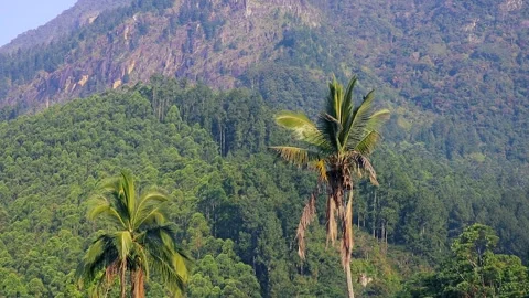 Beautiful mountains with different trees and green leaves in the forest Vídeos de archivo 245878435