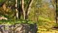 The beautiful mountains forest autumn landscape HD Footage