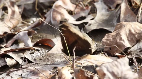 Beautiful Mourning Cloak  butterfly feeds on forest floor while flapping wings Stock Footage