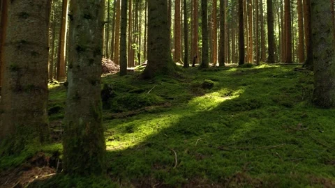 Beautiful movement inside mossy sunny forest landscape Stock Footage 337451003