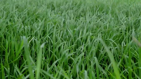 Beautiful movement of paddy Stock-Footage 230212393