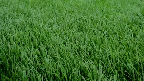 Beautiful movement of paddy Stock Footage 230212394